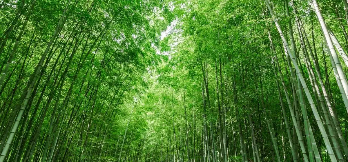 庭院深深深几许,竹影婆娑入梦来——论竹子在庭院设计中的美学意蕴与实用价值