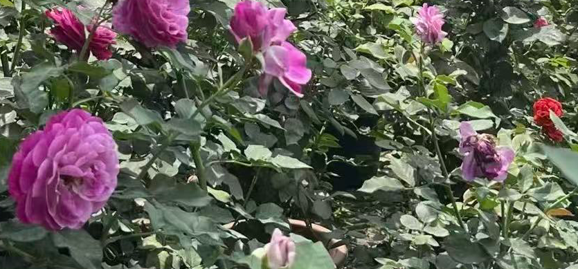 秋日月季病虫害防治清单